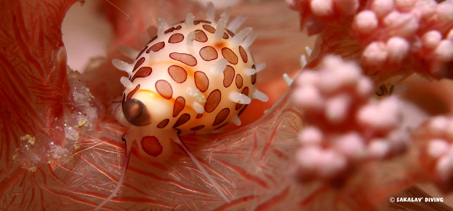 Photo macro en plongée à Nosy Be Madagascar